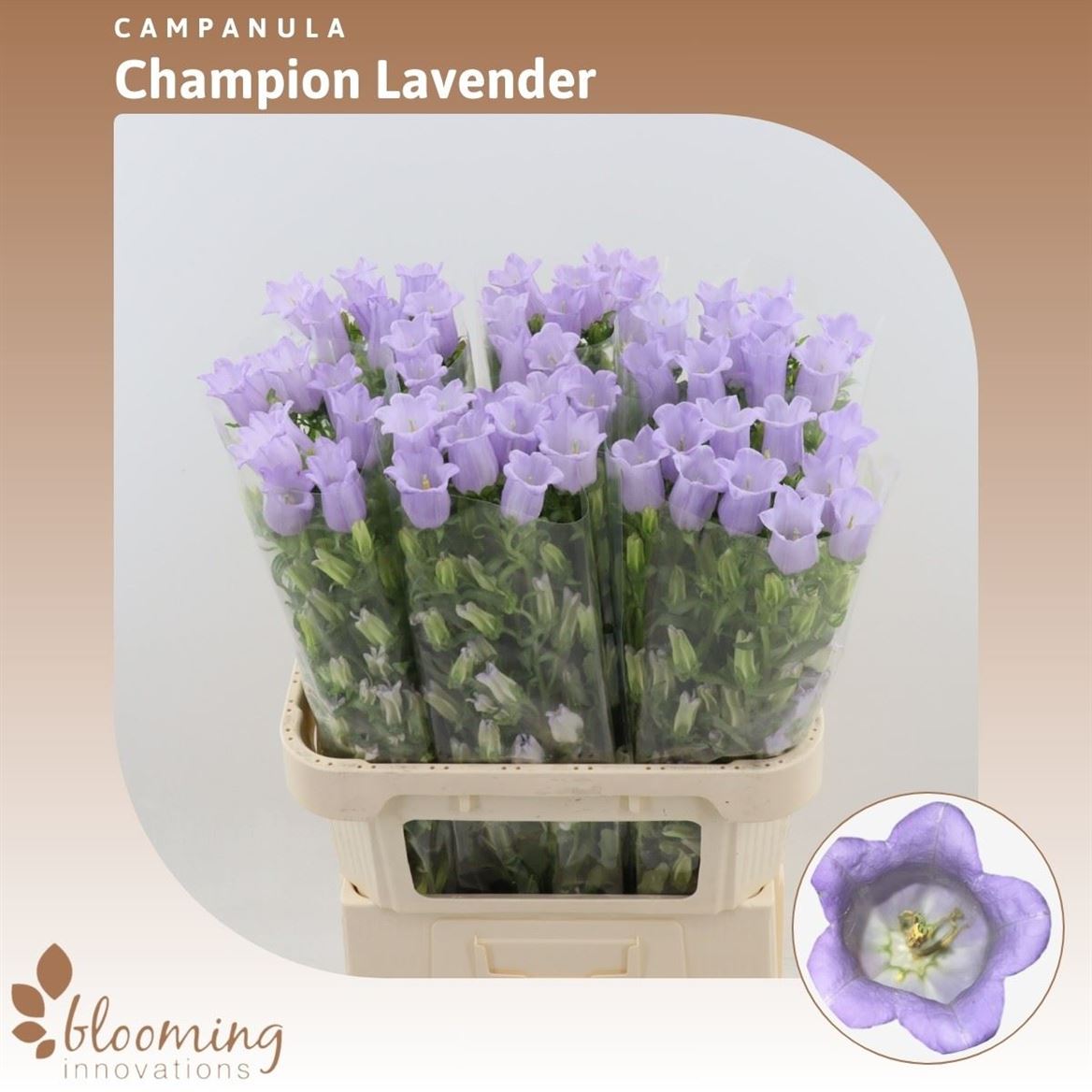 Campanula Medium Champion Lavender 70cm
