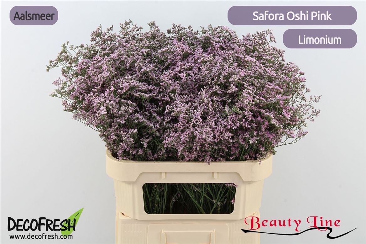 Limonium Safora Oshi Pink 80cm 40gr.