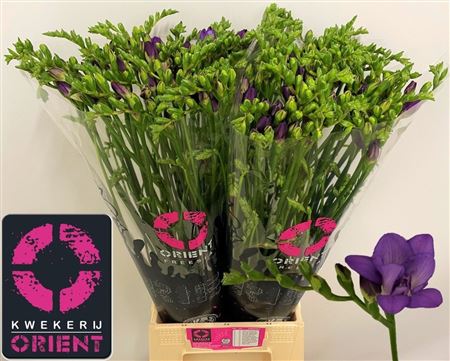 Freesia Double Biscaya 50cm 25gram