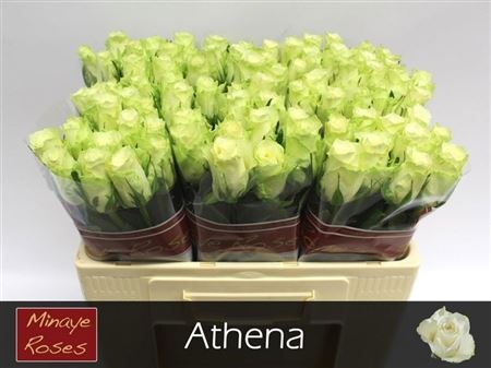 Rosa Athena 50cm