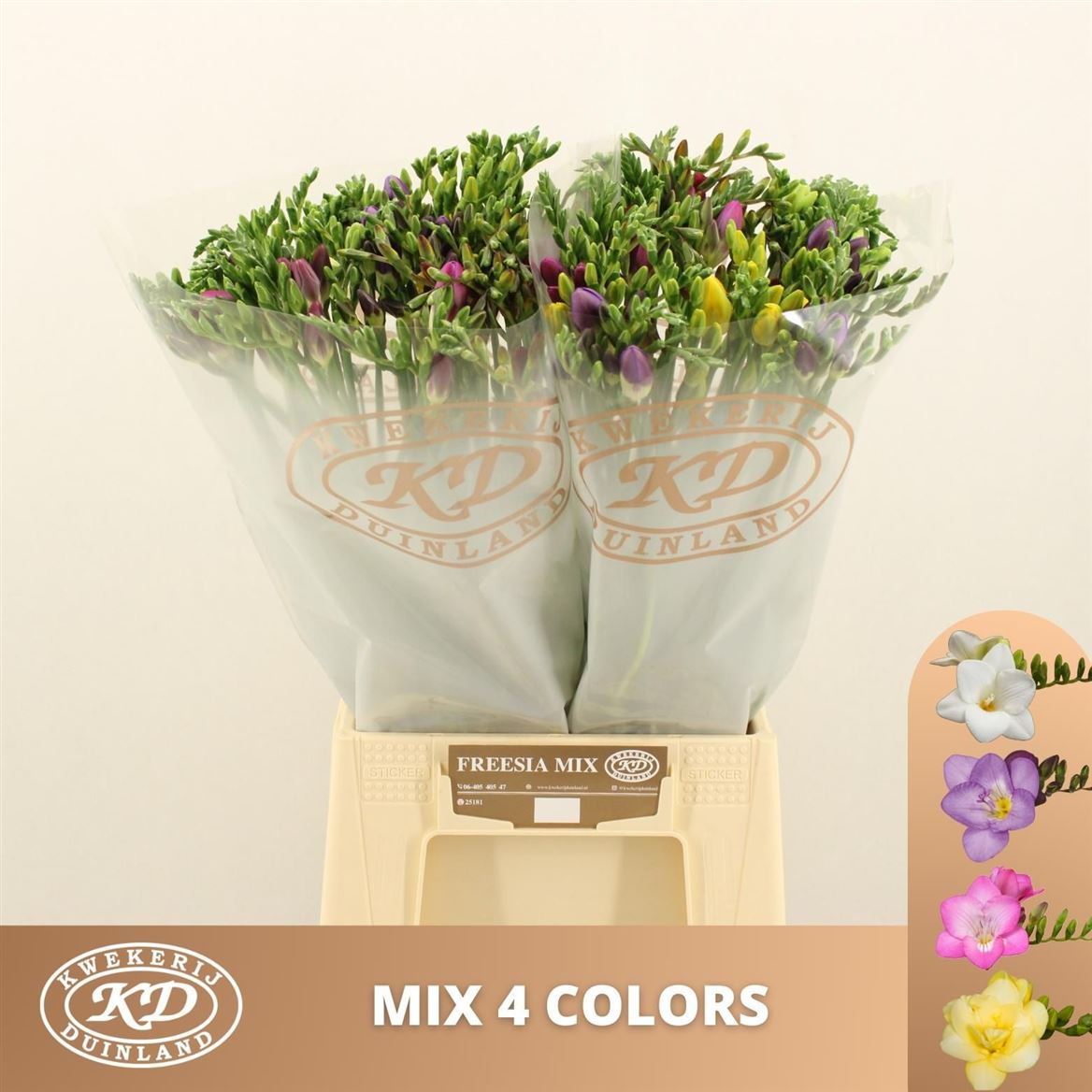 Freesia Single Mixed In Bunch 50cm 16gram