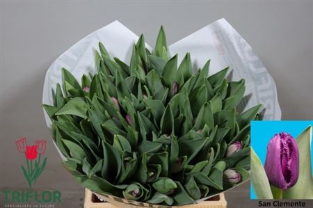 Tulipa Frilled San Clemente 42cm 47gram
