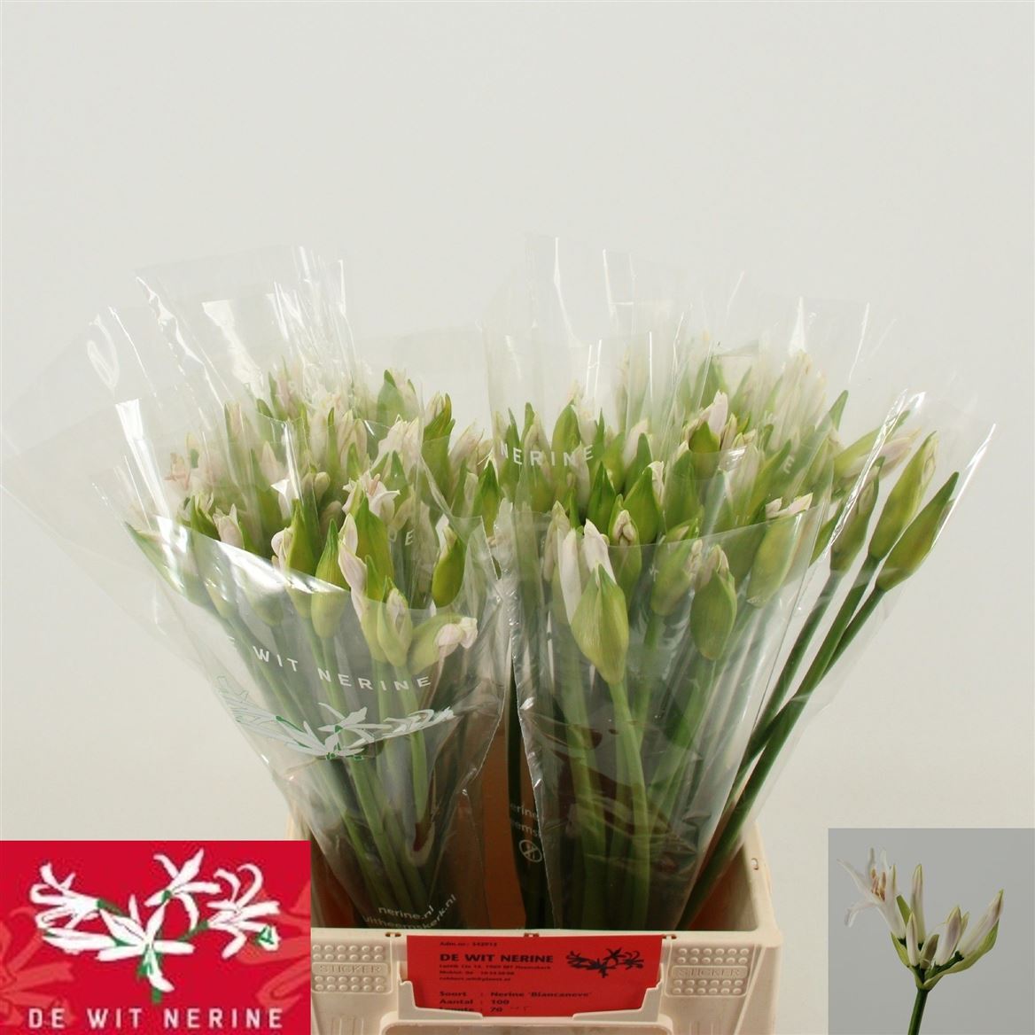 Nerine Biancaneve 45cm