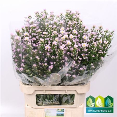 Aster Claudia 90cm 40gram
