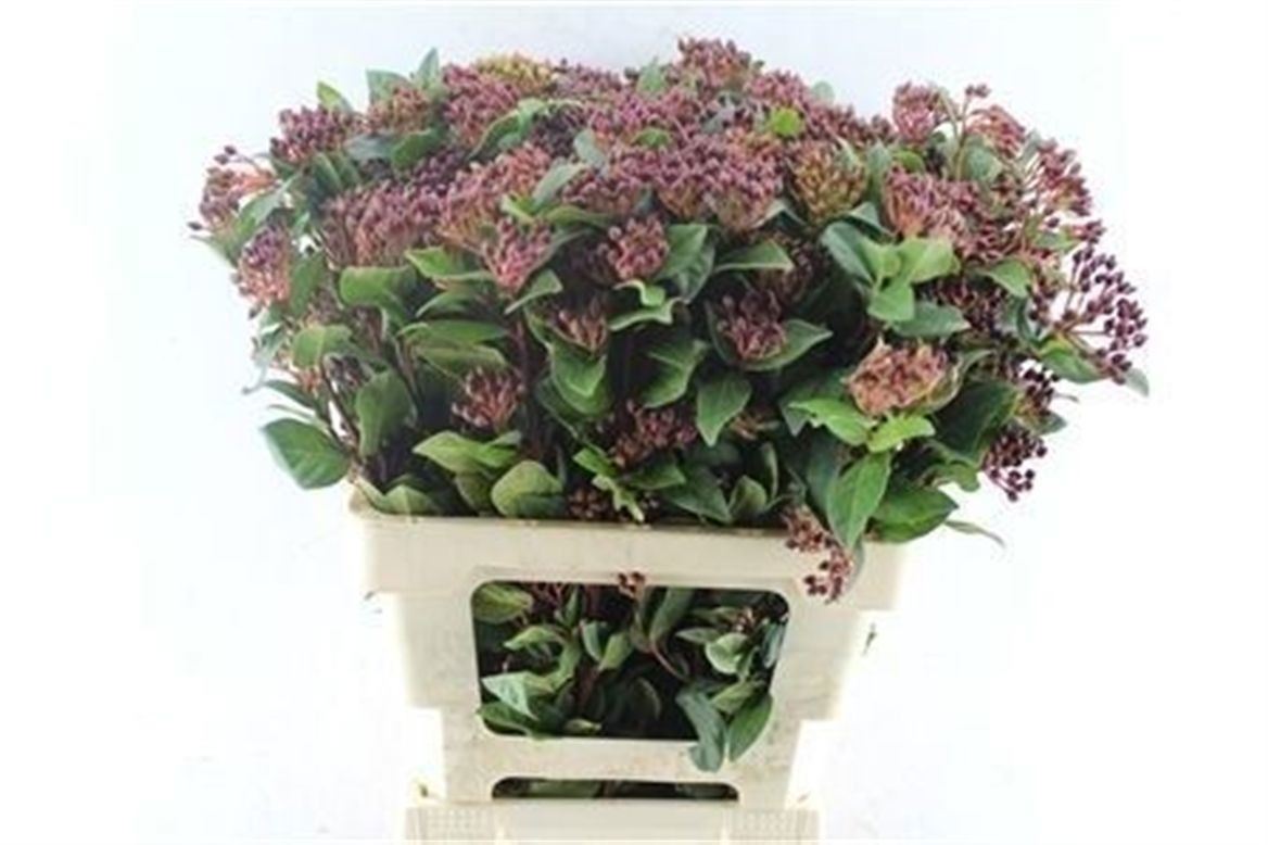 Viburnum T Red Spiri 60cm 6
