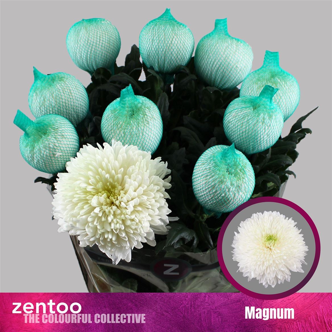 Chrys Single Magnum 70cm 100gram