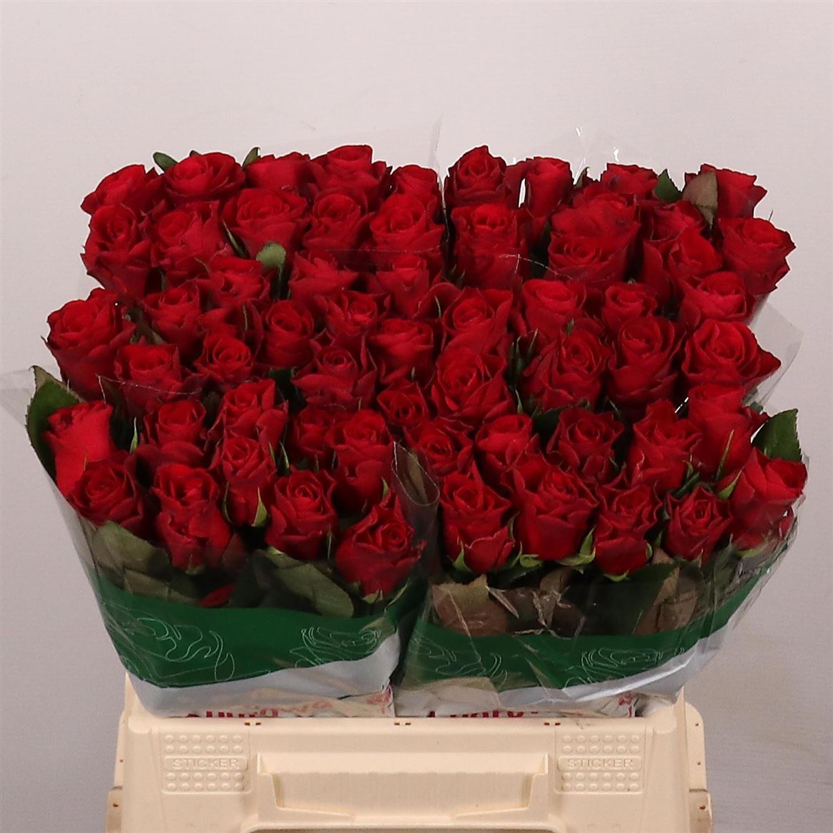 Rosa Red Tacazzi+ 40cm