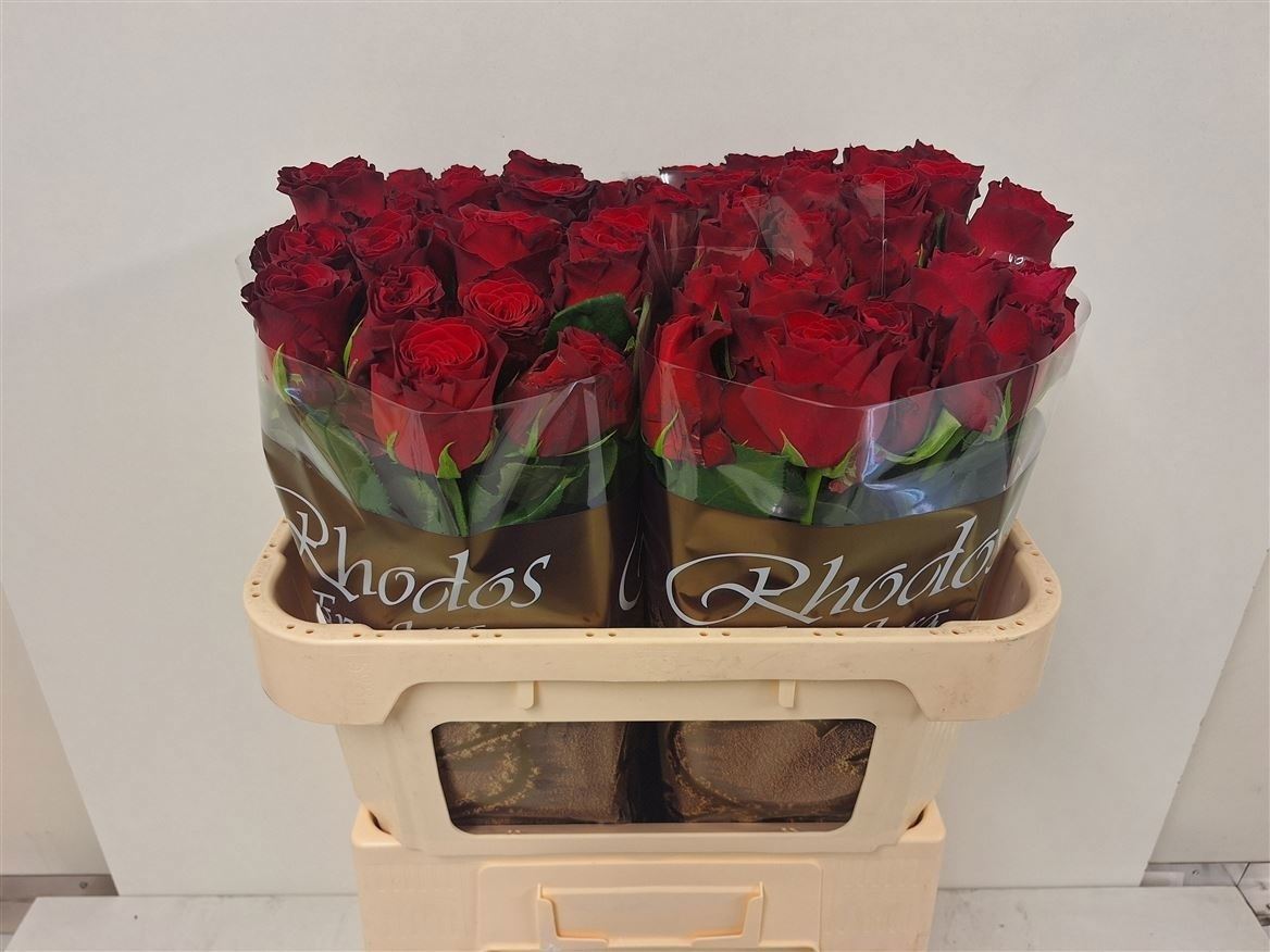 Rosa Rhodos 70cm