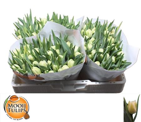 Tulipa Double Avant Garde 33cm 25gram