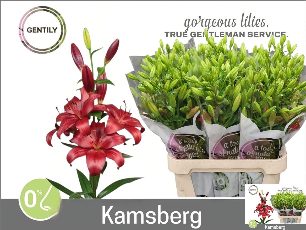 Li La Kamsberg 100cm 5/7bl