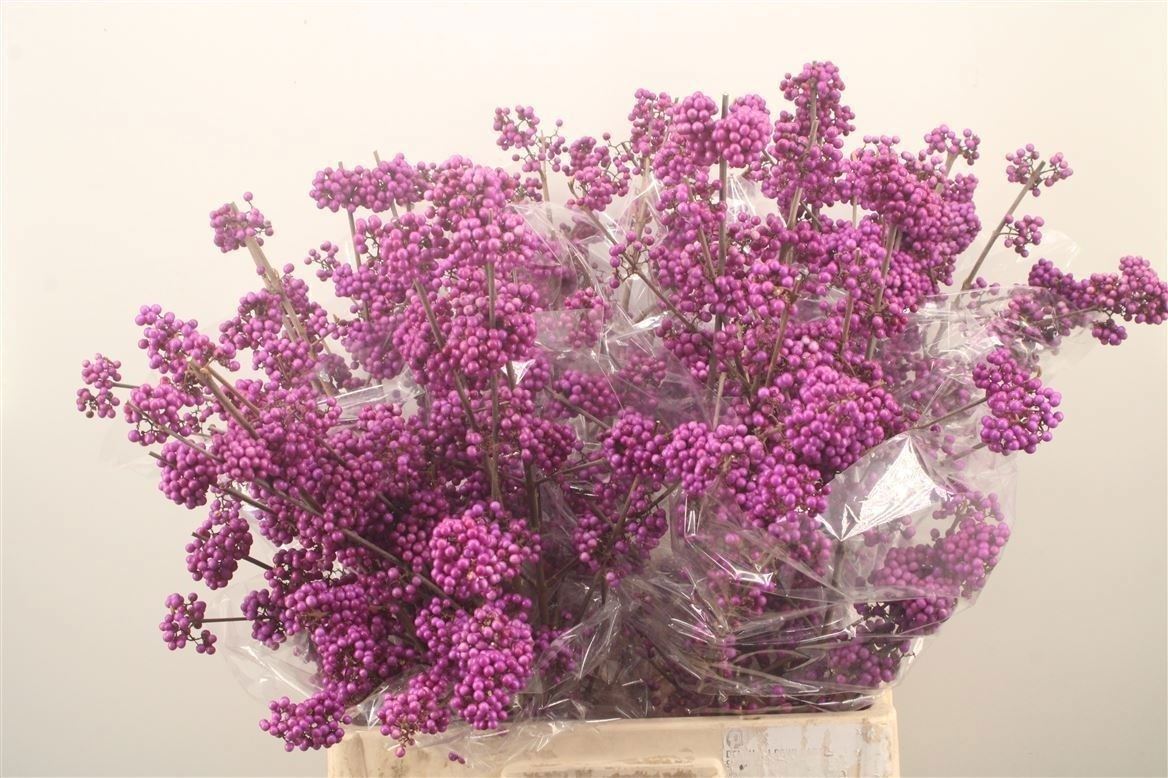 Callicarpa Bod Giraldi(imp) 70cm