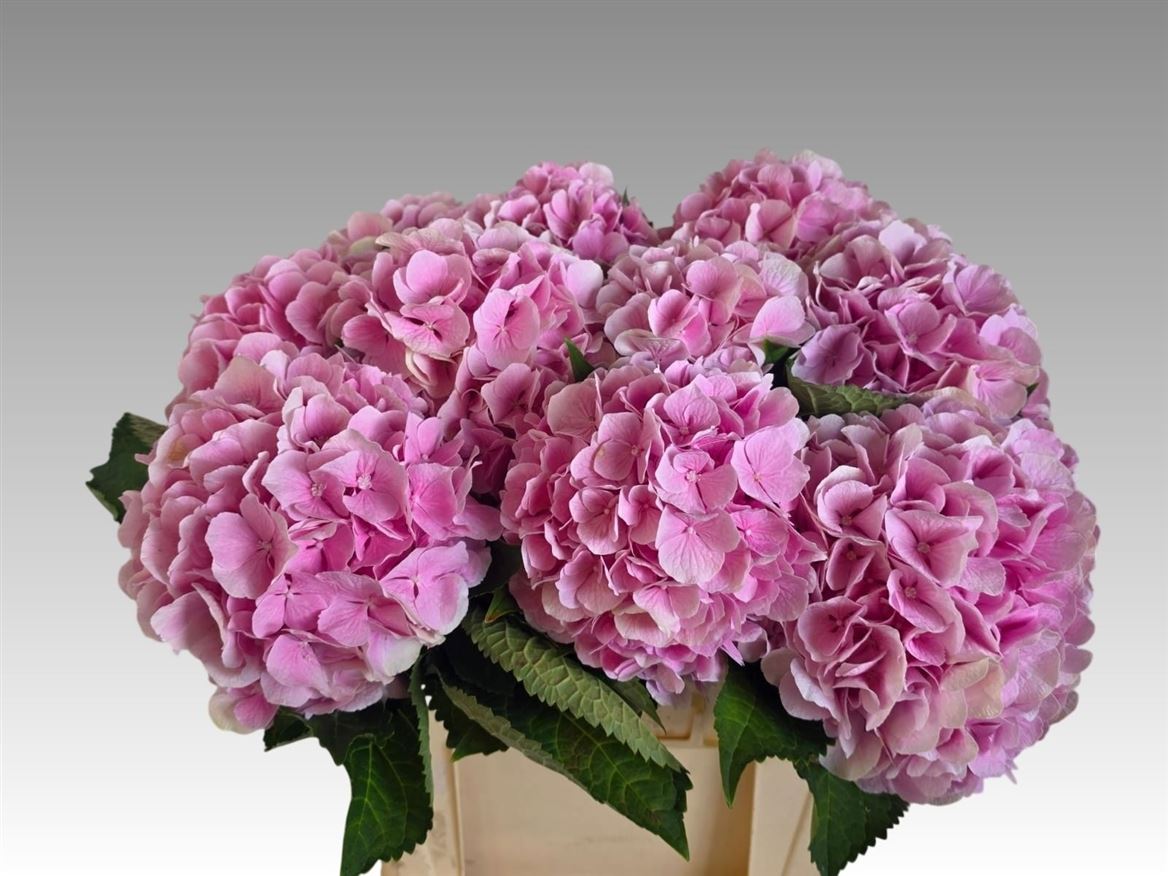 Hydrangea Verena Pink 60cm 19Ø