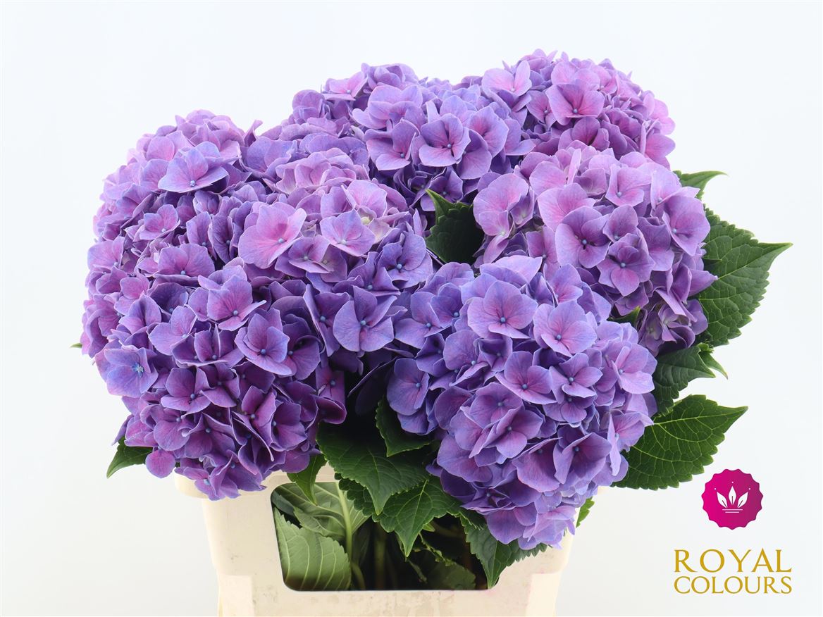 Hydrangea Cassanova 60cm 18Ø