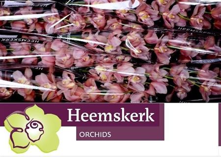 Cymbidium Salmon Delight 12/15bl