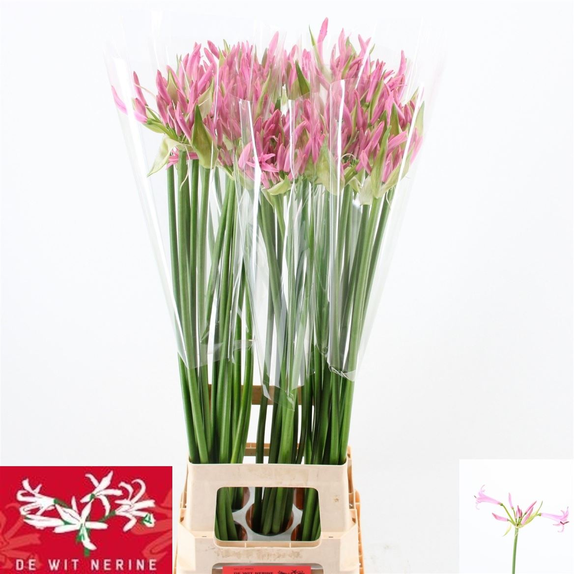 Ne Bo Pink Piet 80cm