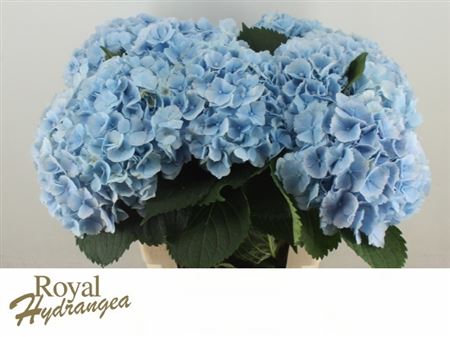 Hydrangea Verena Blue 60cm 20Ø