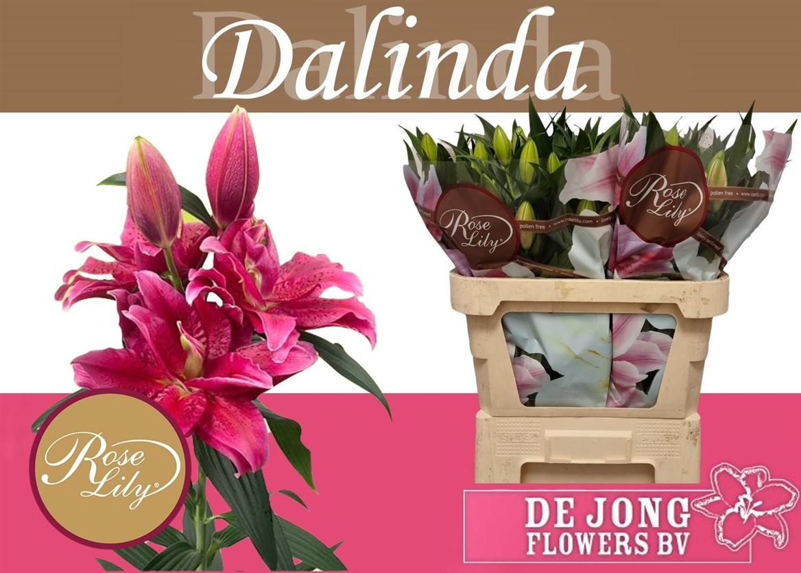 Lilium Or Double Dalinda 75cm 3/5bl