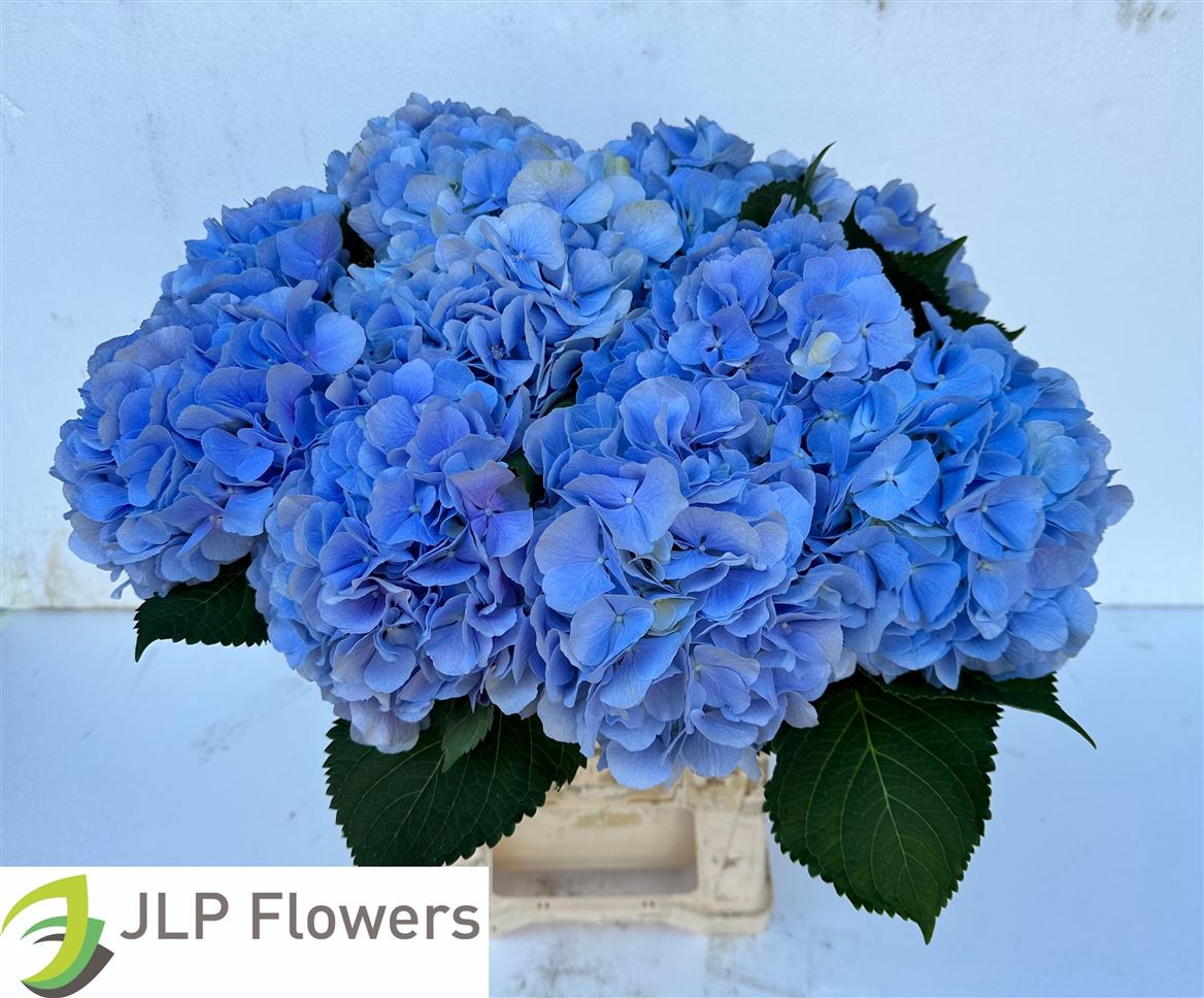 Hydrangea Verena Blue 60cm 18Ø