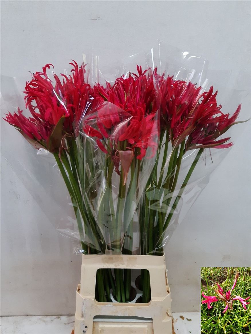 Ne Bo El Pink Charm 70cm