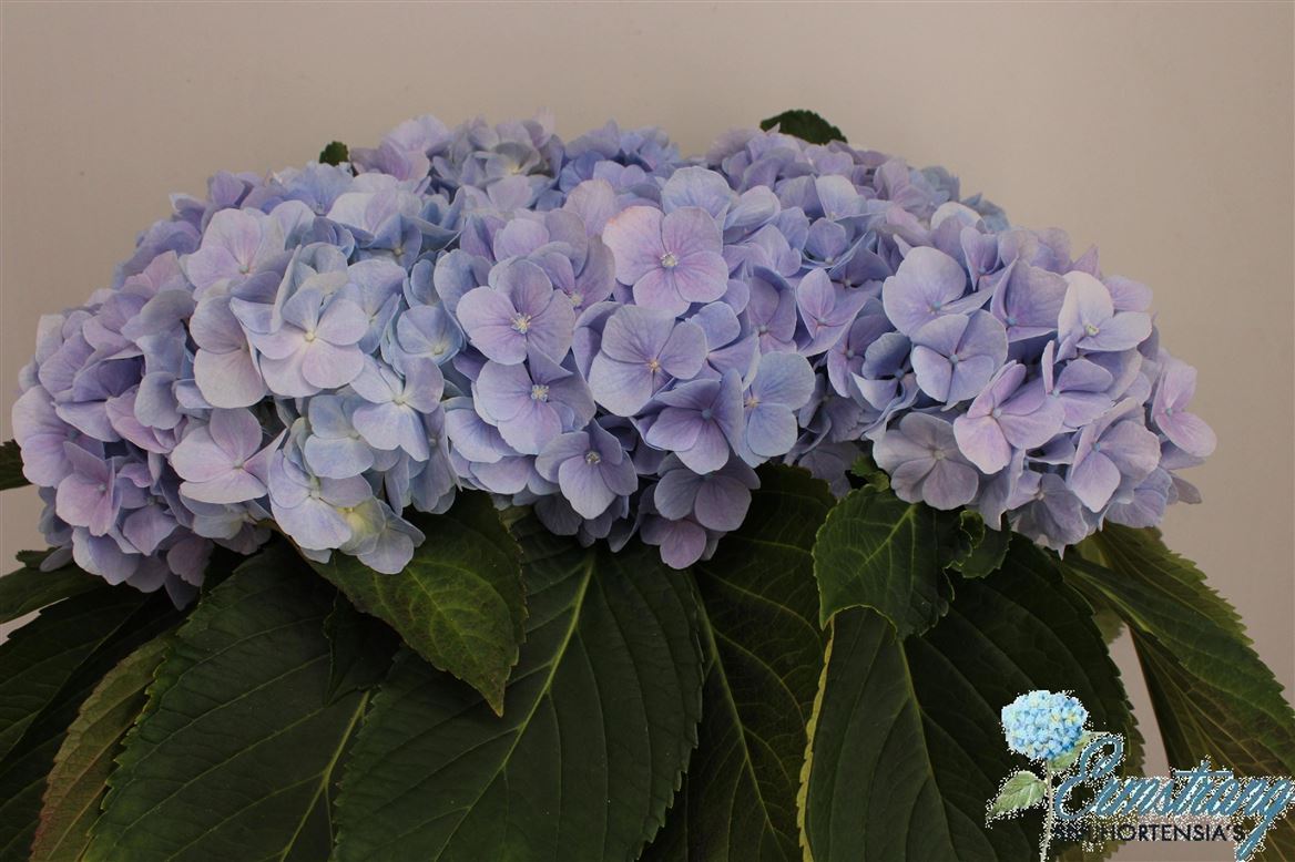 Hydrangea Verena Blue 60cm 16Ø