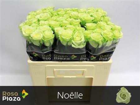 Rosa Noelle! 50cm