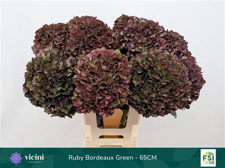 Hydrangea Ruby Choco 60cm 20Ø