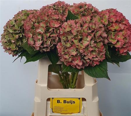 Hydrangea Rodeo Classic Pink 60cm 17Ø
