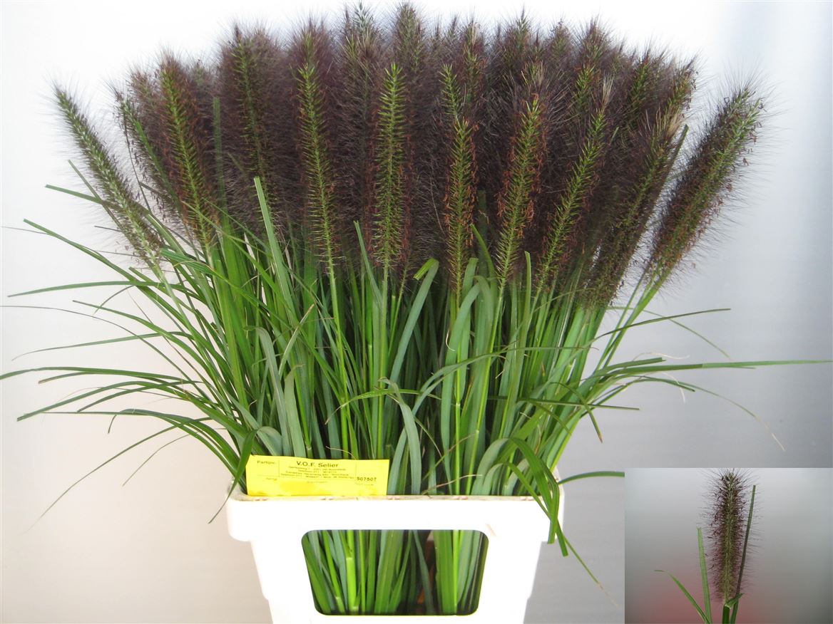 Pennisetum Paradise 70cm