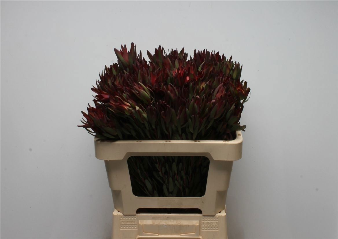 Leucadendron Sal Blush 50cm