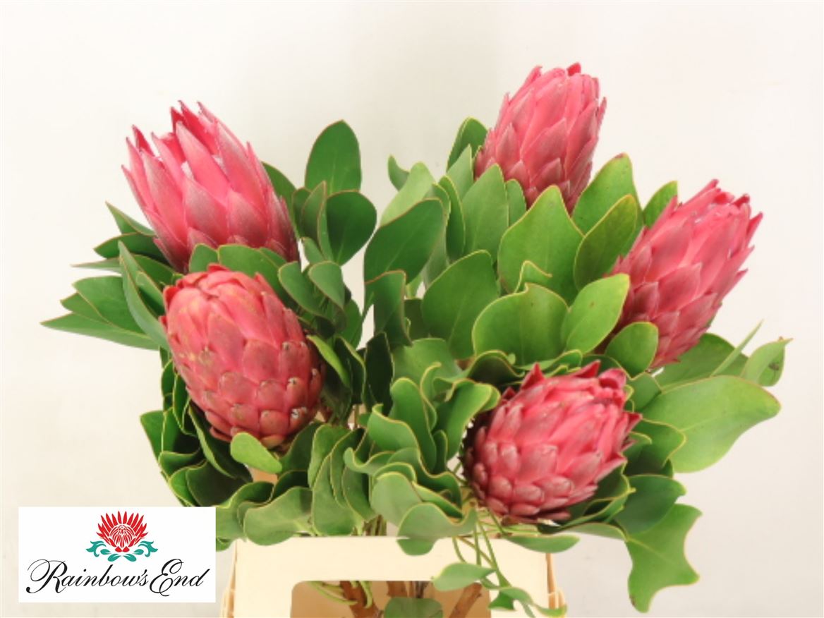 Protea Red Rex 70cm