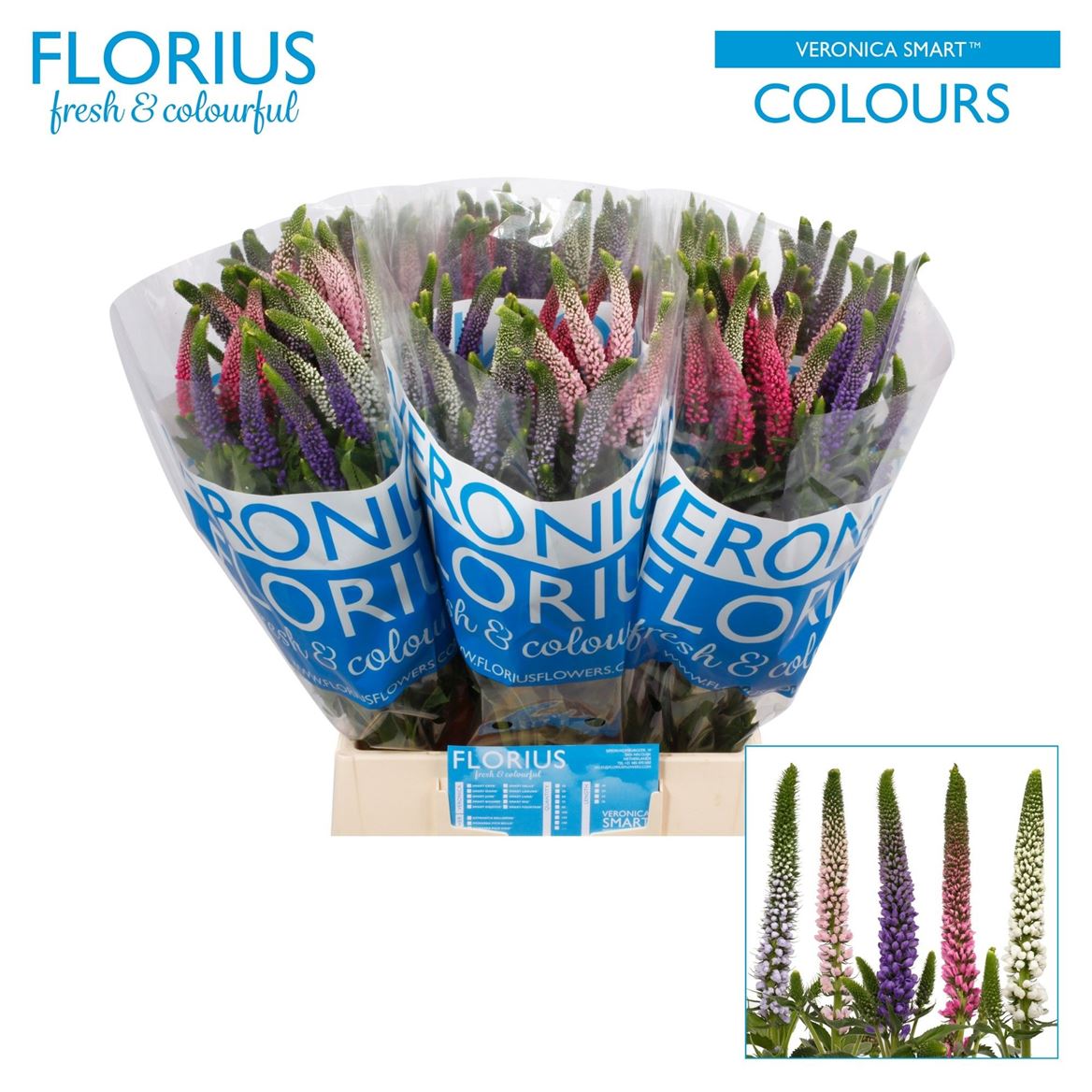 Veronica Smart Mixed In Bucket 50cm
