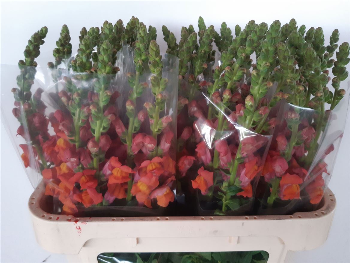 Antirrhinum Avignon Deep Orange 75cm