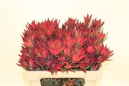 Leucadendron Sal Blush 50cm