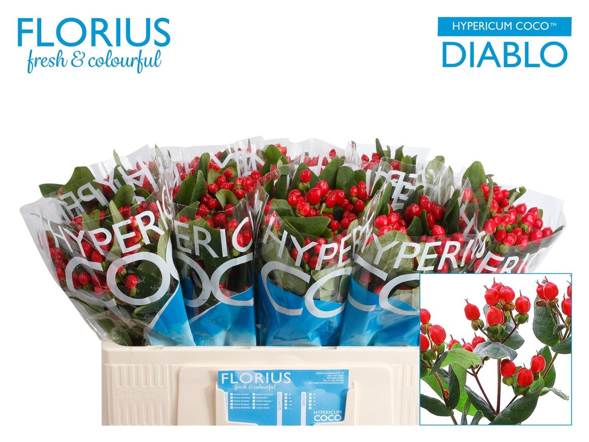 Hypericum Diablo Spray 50cm