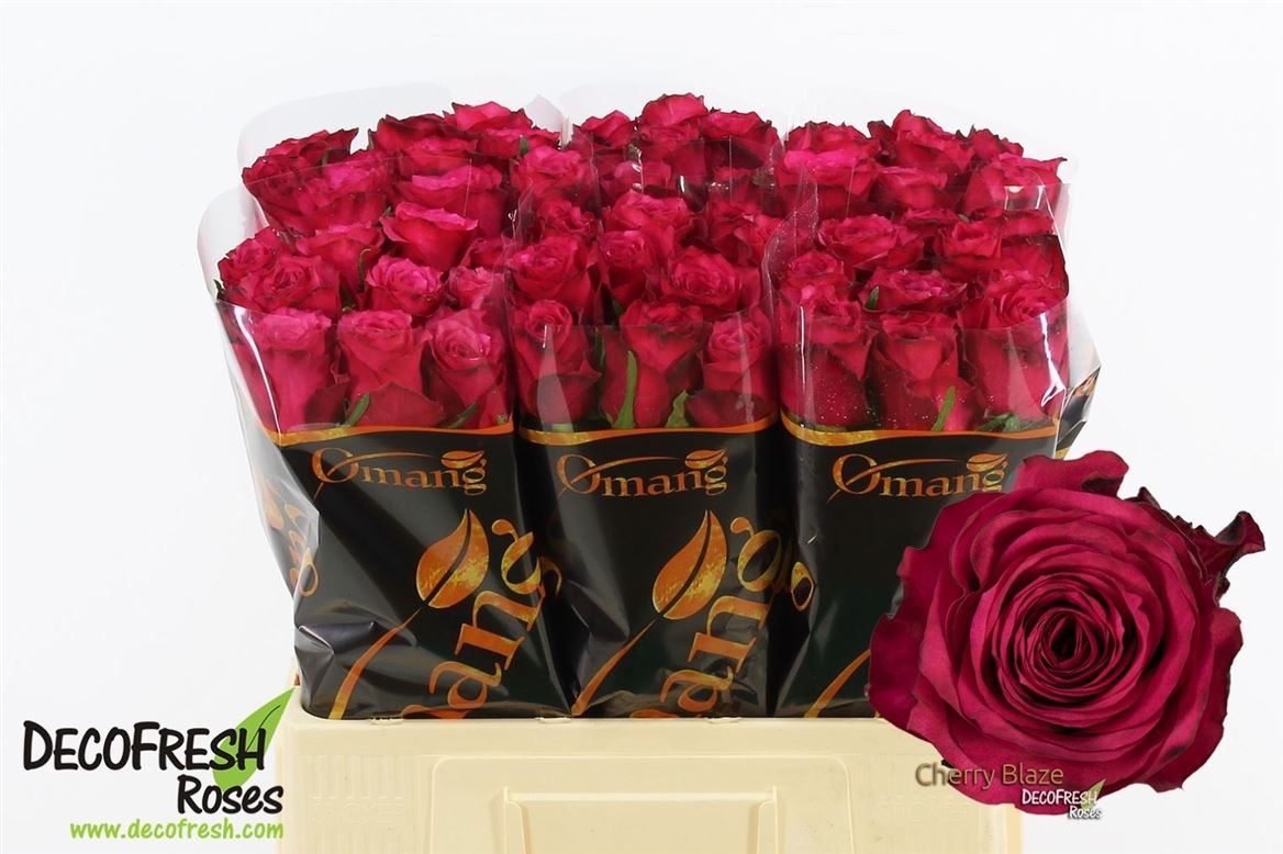 R Gr Cherry Blaze 60cm