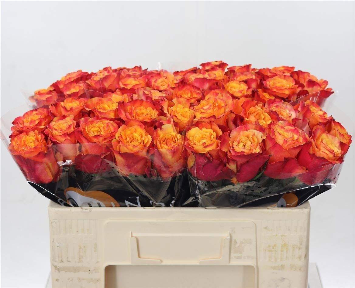 Rosa Fire Fly 50cm