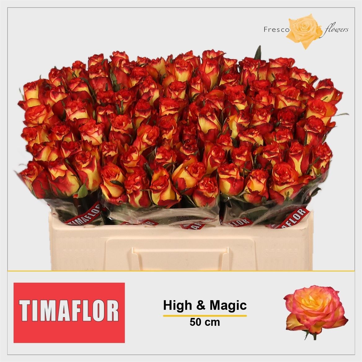 Rosa High & Magic 50cm