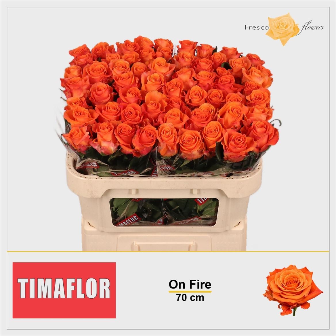 Rosa On Fire 70cm