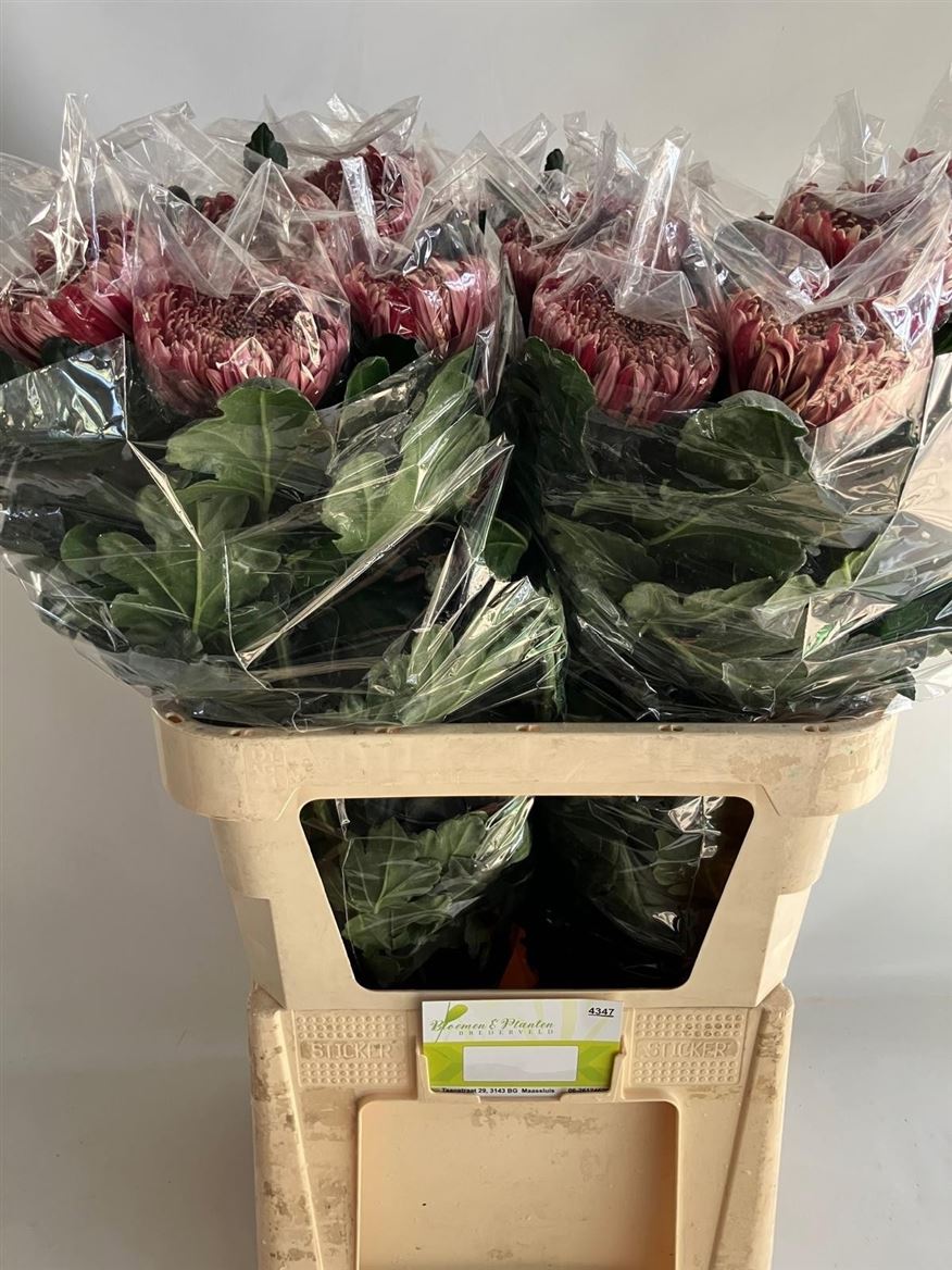 Chrysant Single Regalmist Red 80cm 140gram