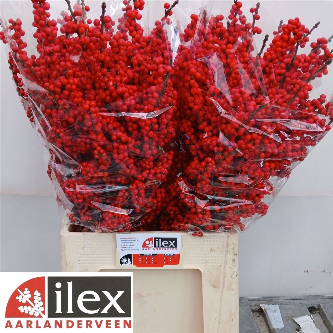 Ilex Verticlilata 70cm