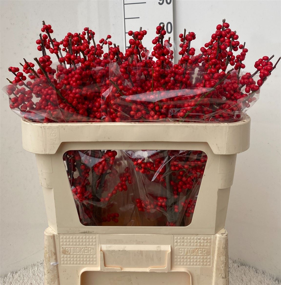 Ilex Verticlilata 70cm