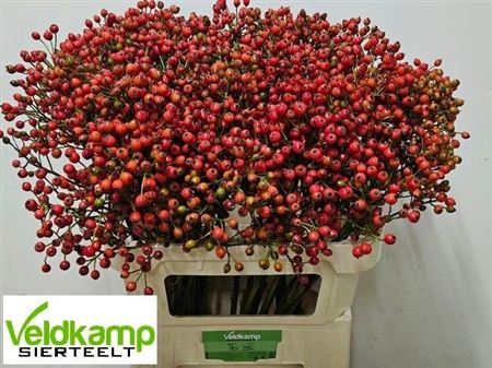 Rosa Mag Autum Glory 80cm