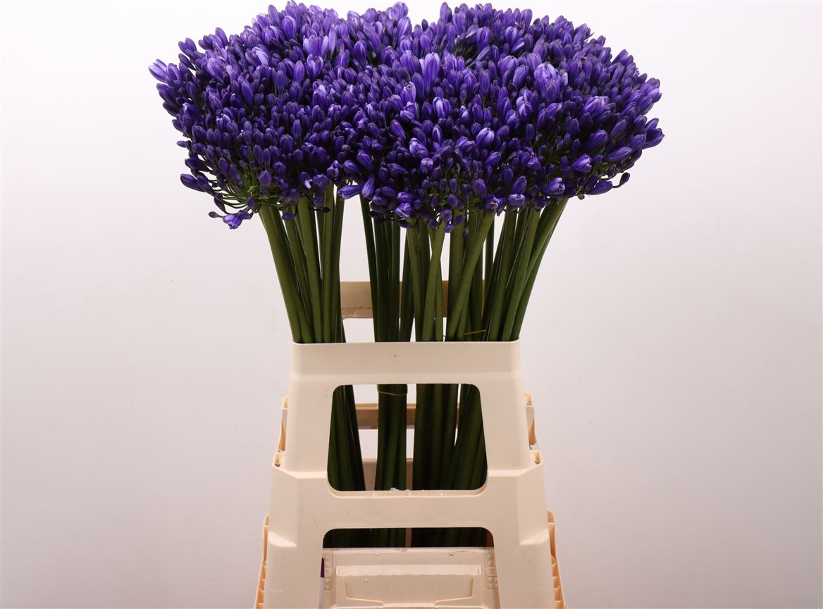 Agapanthus Atlantic Ocean 70cm