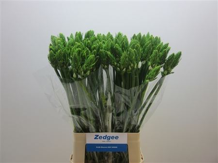 Ornithogalum Thyrsoides 70cm