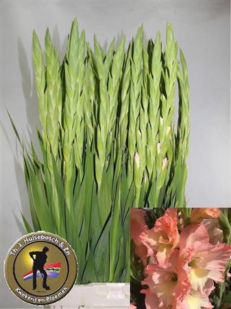 Gladiolus Careless 110cm 170gram