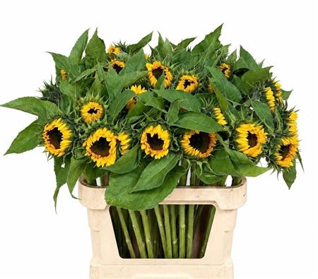 Helianthus Sunrich Or 80cm 14Ø