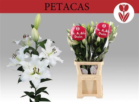 Lilium Ot Petacas 110cm 5/7bl