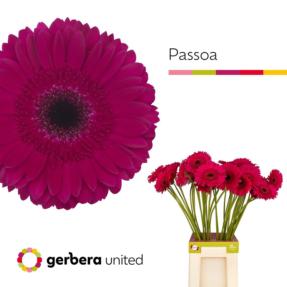 Gerbera Passoa