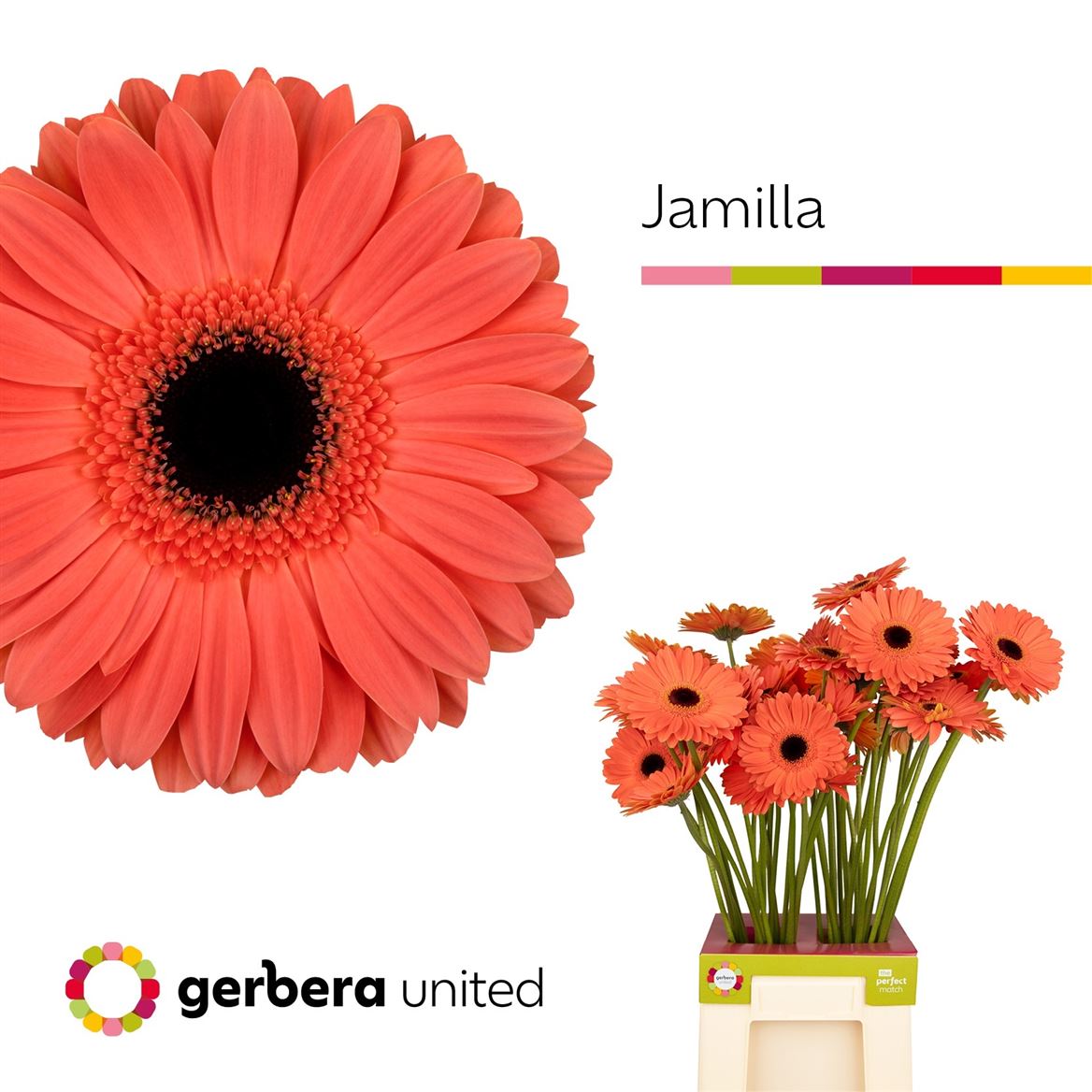Gerbera Jamilla