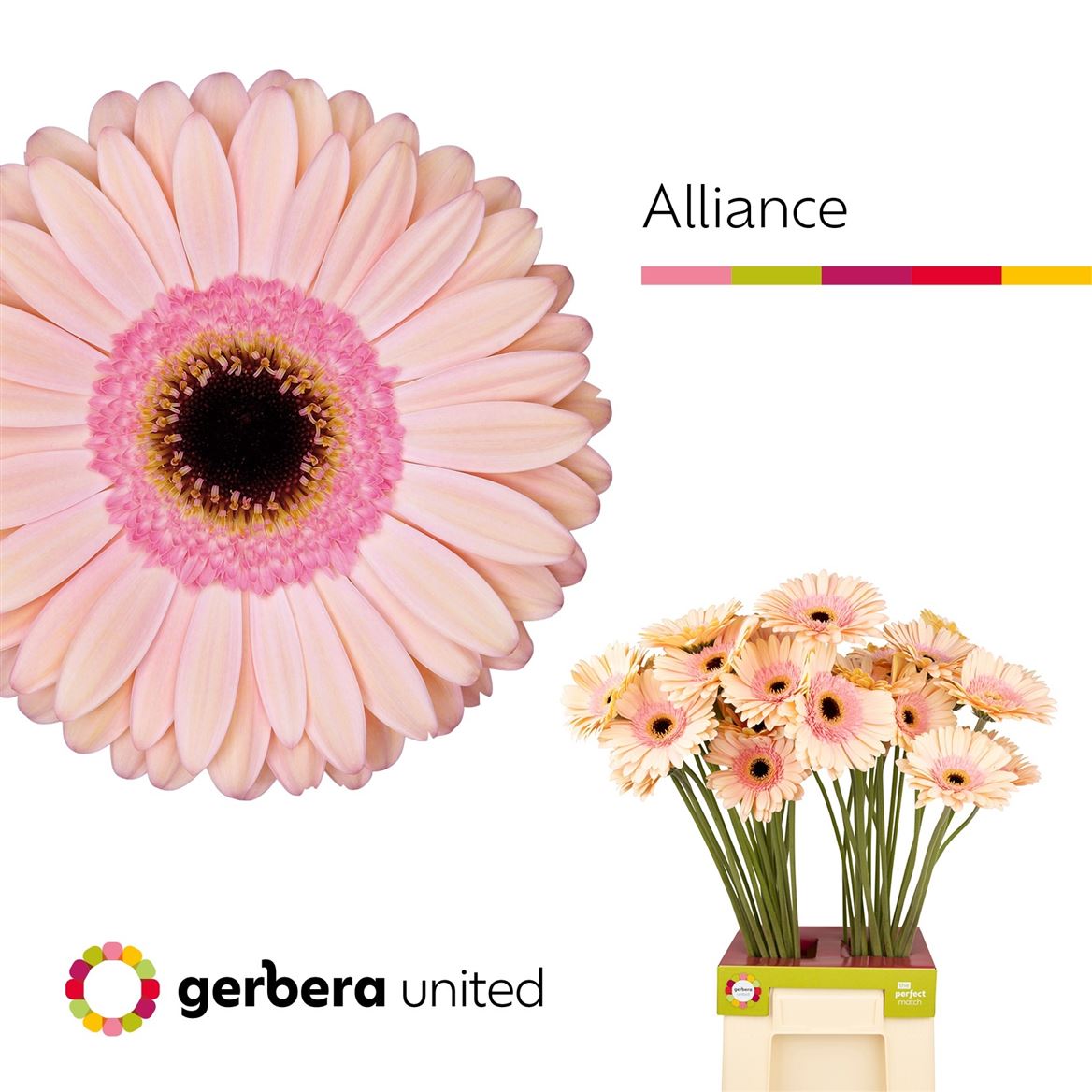 Gerbera Alliance